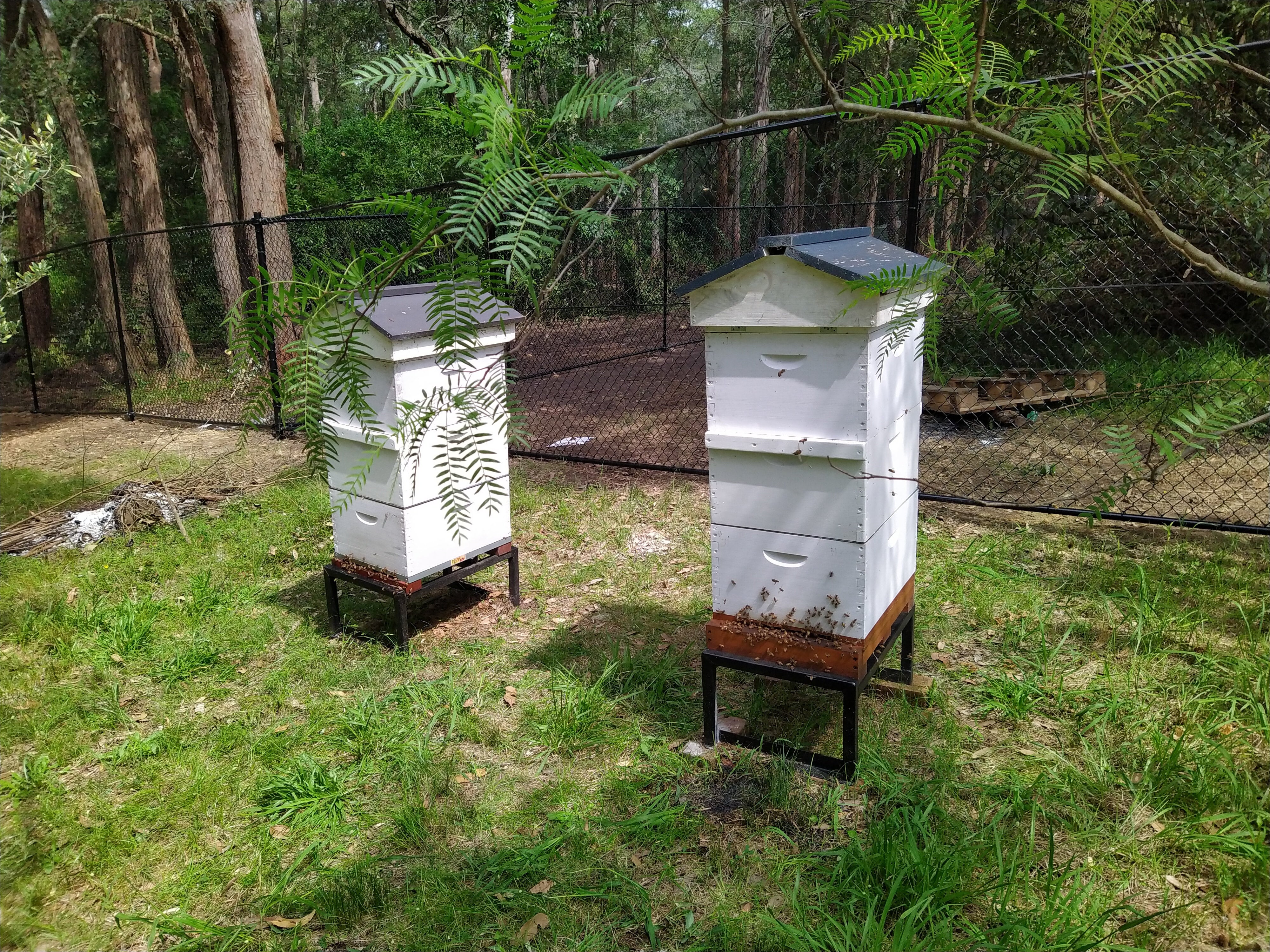 Liquid Raw Honey | Two Creeks Honey